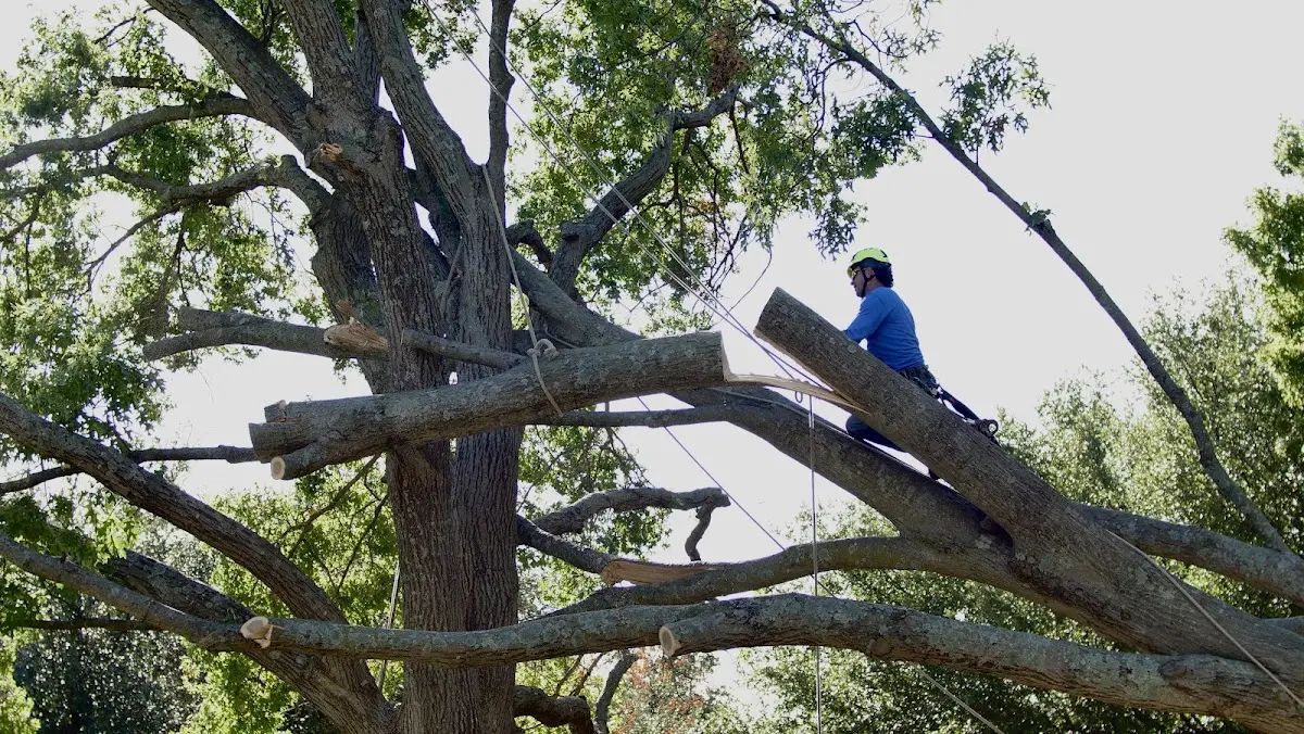 Professional Crown Thinning performed by certified arborists in Warnock