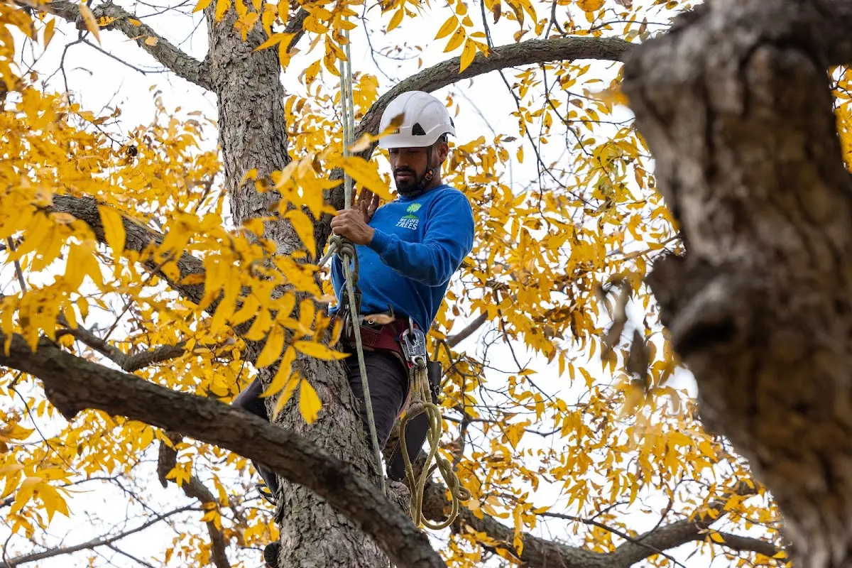 Skilled Storm Damage Cleanup crew working in Warnock